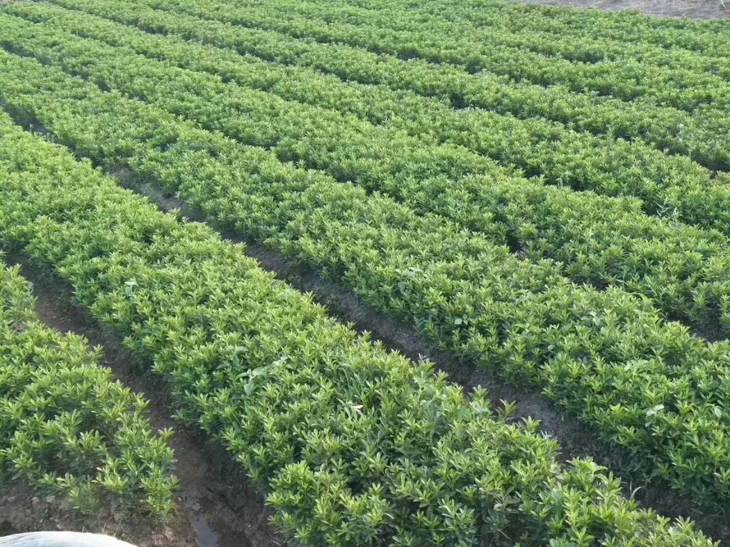 各種苗木